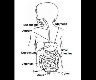 Semi-automatic blood pressure machine line drawing