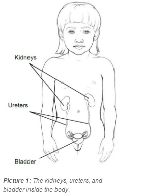 The kidneys, ureters, and bladder inside the body.