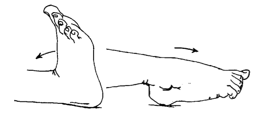 Exercises: Lower Extremities (Active)