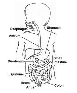 diagram of digestive track