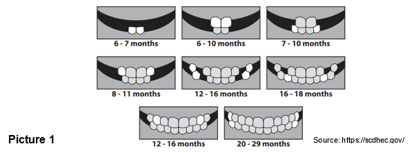 Front teeth visuals from 6 months old to 29 months old