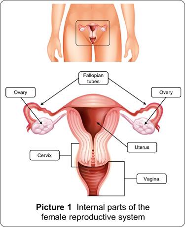 Female Reproductive System
