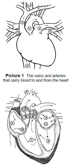 blood flow through the heart
