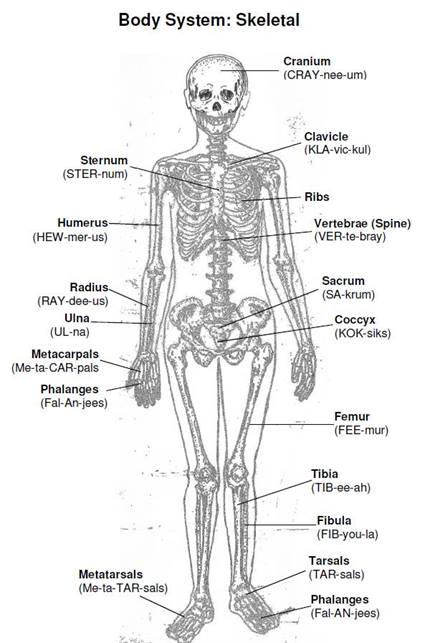 diagram of the body skeleton