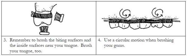 step 3 and 4 to brush correctly